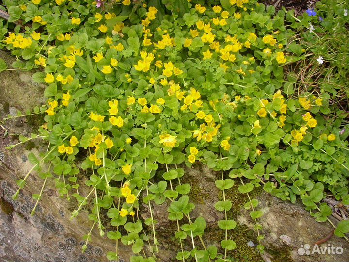 Многолетние почвопокровные растения