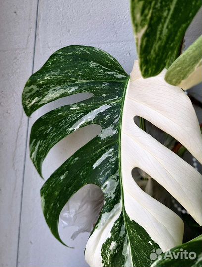 Монстера 