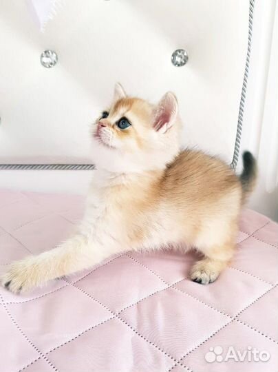 Золотая шиншилла