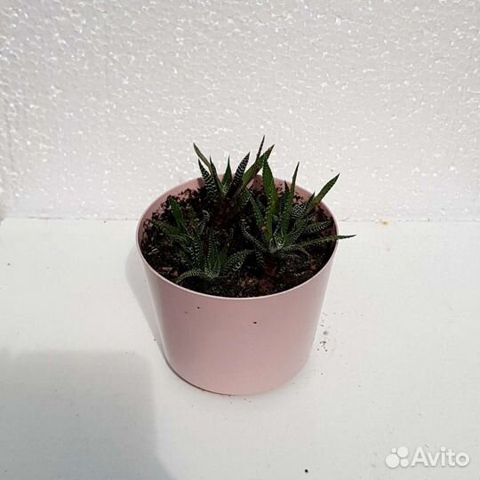 Хавортия полосатая