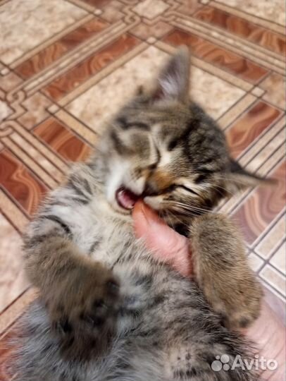 Совсем крошка котёнок мальчик