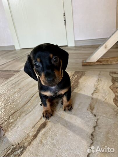 Такса щенки