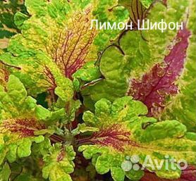 Колеусы российской селекции