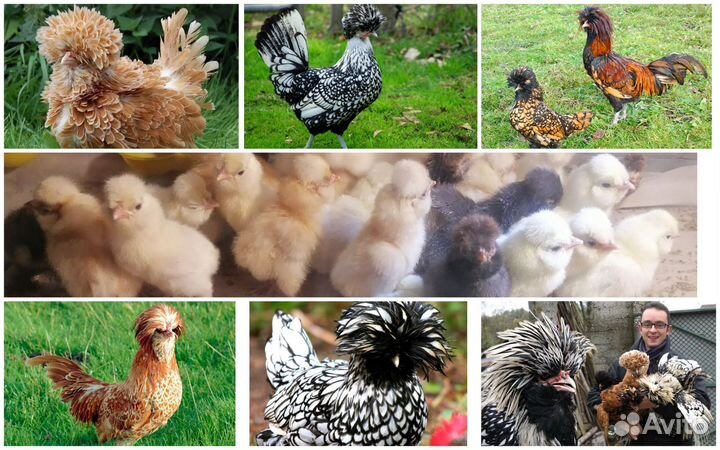 Падуан, цыплята