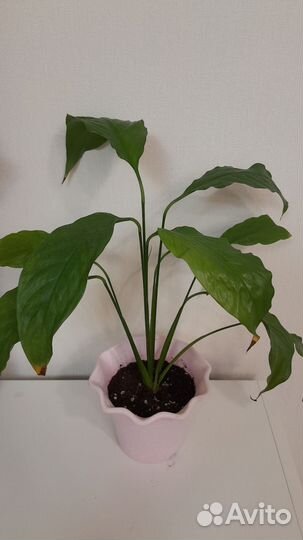 Спатифиллум