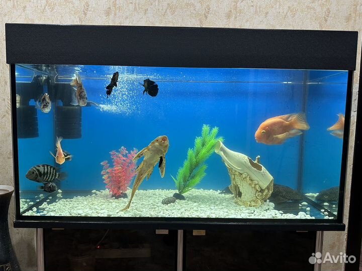 Аквариум 200 литров с рыбками. Рыбы хищники
