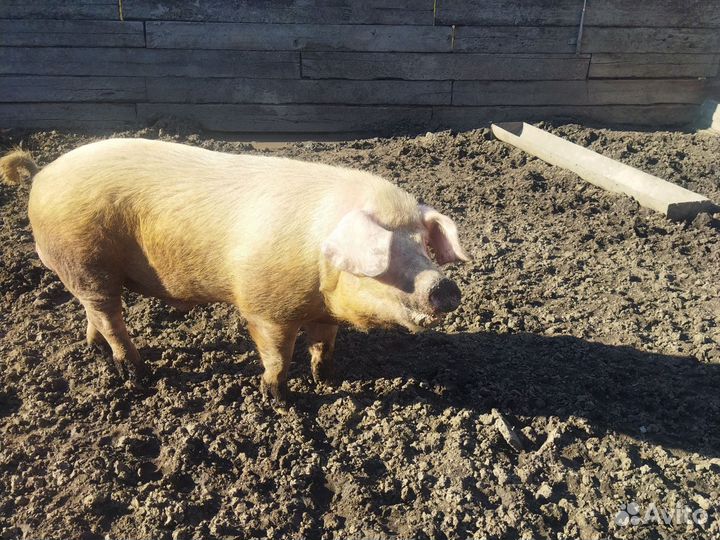 Кабан ландрас