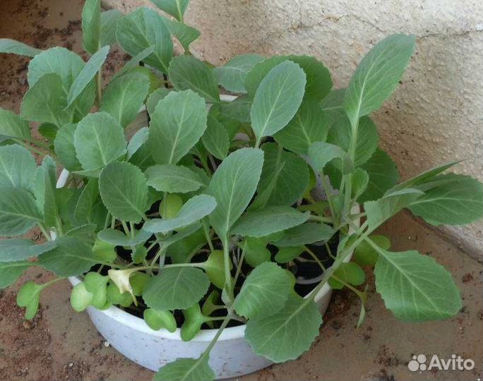 Рассада помидор (более 10 сортов), перца, о