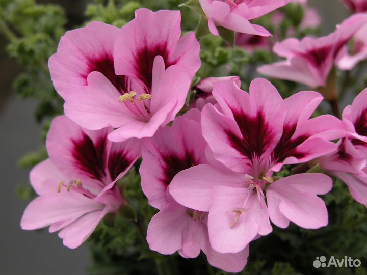 Пеларгонии Ангелы