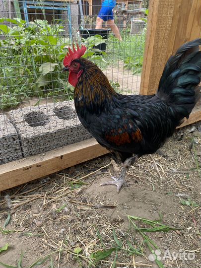 Молодые петушки