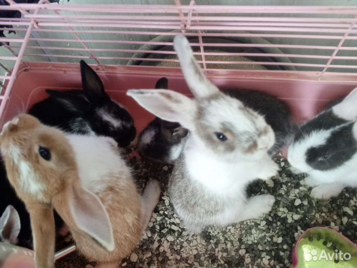 Декоративные кролики