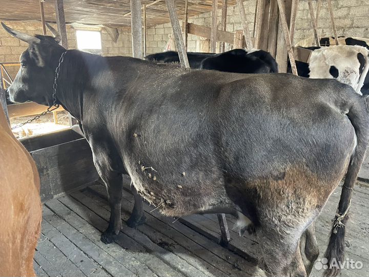 Коровы дойные