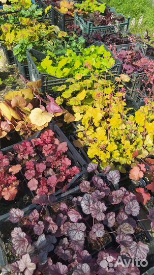 Гейхера гейхерелла