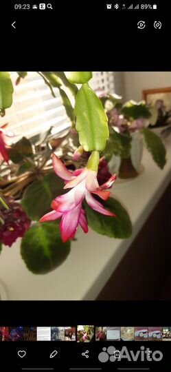 Цветок декабрист