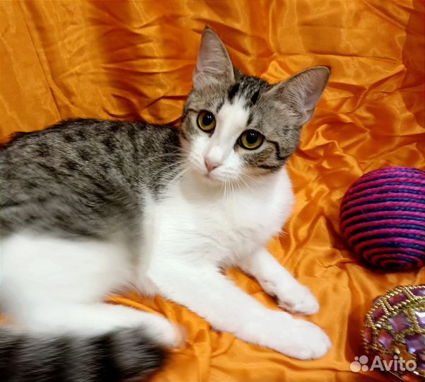 Кошка в добрые руки