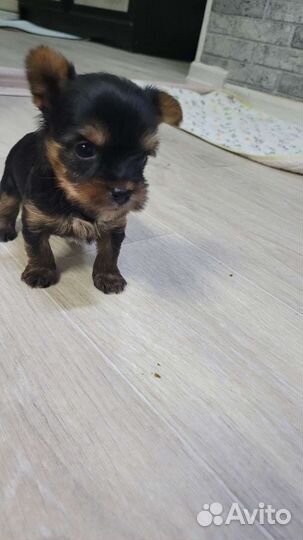 Йоркширский терьер мини беби фейс щенки