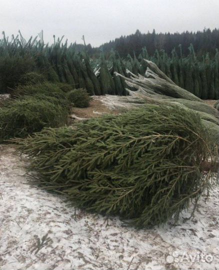 Ель малый опт