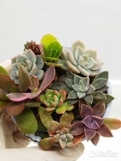 Красивые суккуленты 8