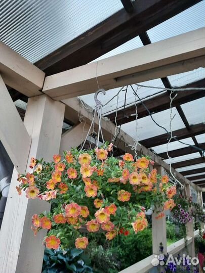 Вегетативная петуния