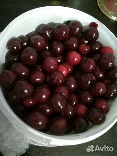 Вишня саженцы зимостойкая 1-5 леткние штамбовая