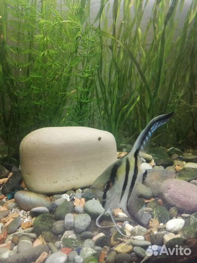 Аквариумные растения прополка