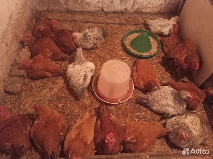 Мясо домашней птицы