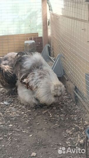 Китайские шёлковые куры