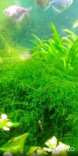 Аквариумные растения