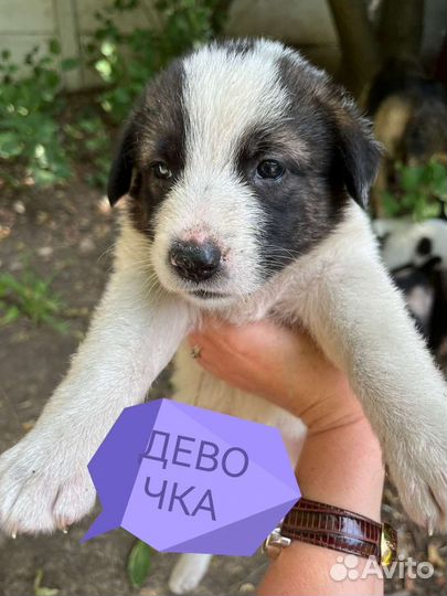 Щенки в добрые руки бесплатно