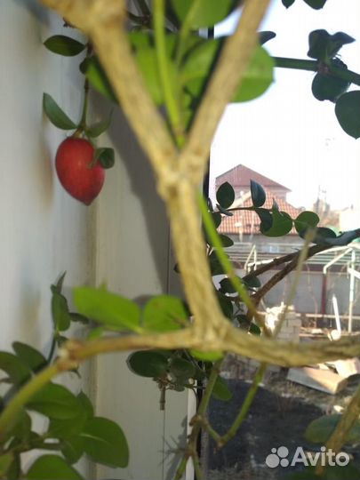 Дерево бонсай Карисса Грандифлора