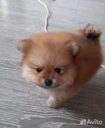 Померанский шпиц мини