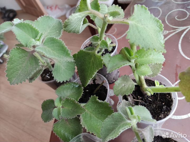 Мята комнатная домашняя