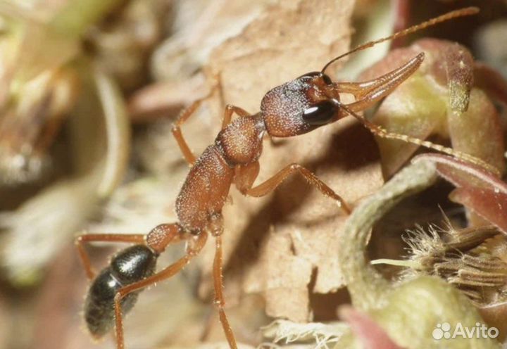 Экзотические муравьи Harpegnathos saltator
