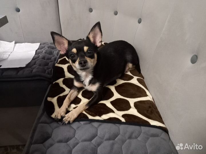 Домашние животные собаки щенки