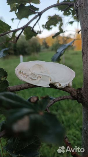 Череп соболя