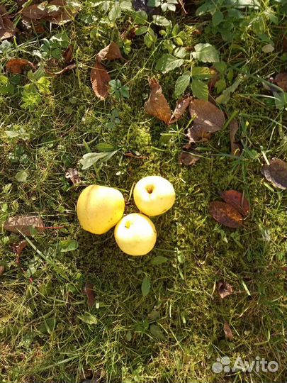 Яблочный сок, прямой отжим. Из садовых яблок