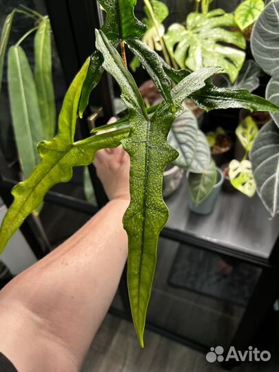 Алоказия небула, сабрина, гагеана вар