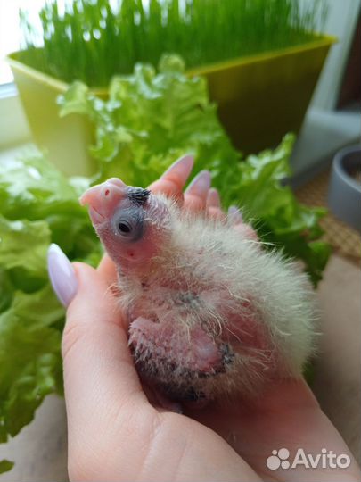 Попугай корелла