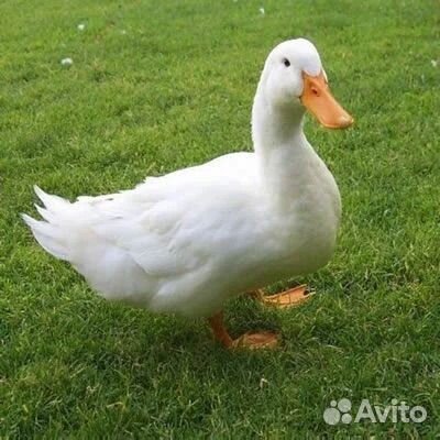 Мясо утки Стар-53