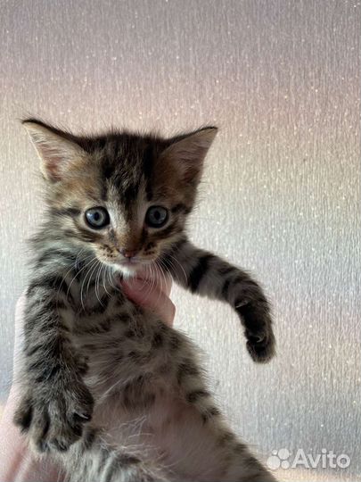 Шотландская