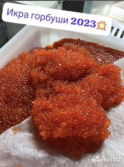 Красная Икра Вылов 2023