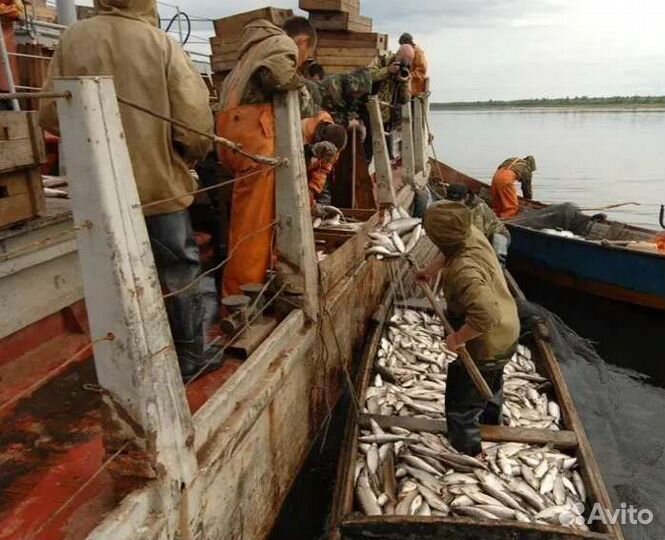 Рыба для вялки. Северная. Вылов 2024