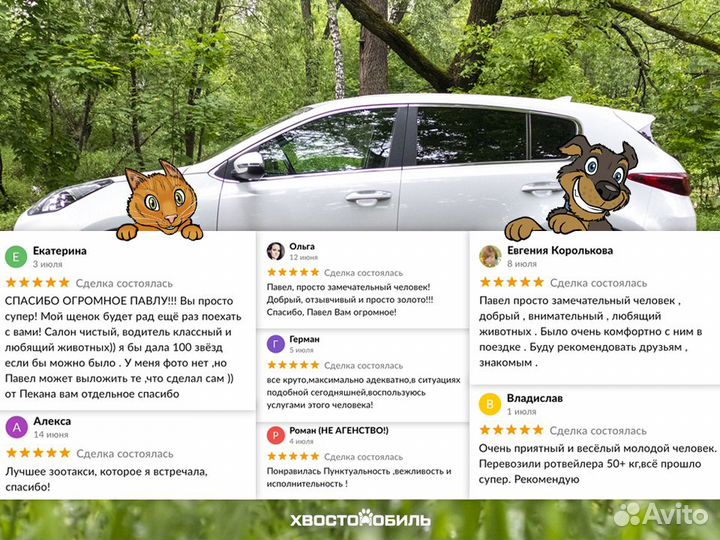 Зоотакси 24/7 – Перевозка собак, кошек и не только