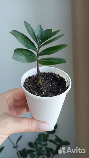 Домашние комнатные цветы