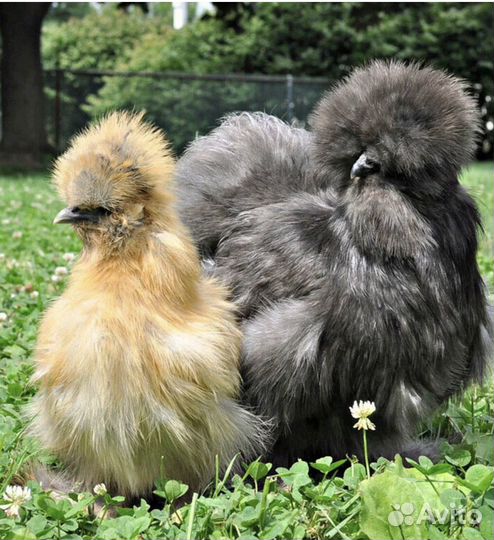 Китайские шелковые куры