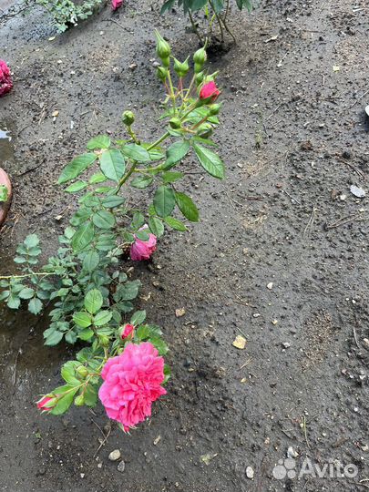 Роза Les Quatre Saisons