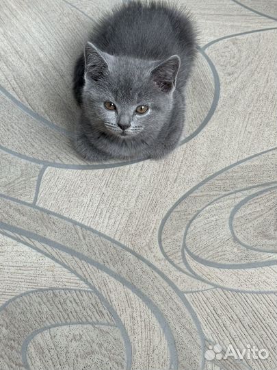 Британская