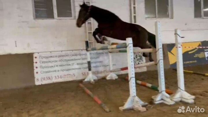 Жеребец на Случку Высококровный Русский Рысак