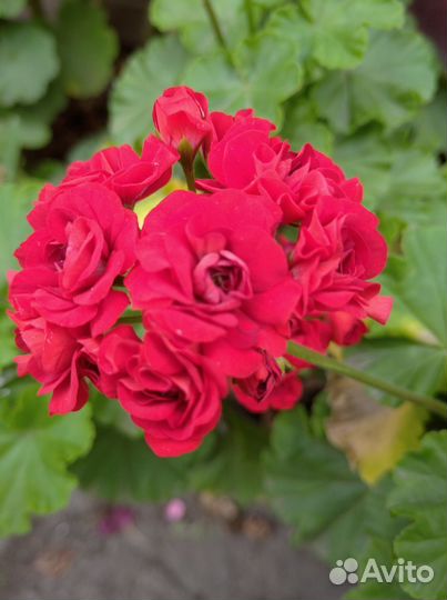 Пеларгония герань