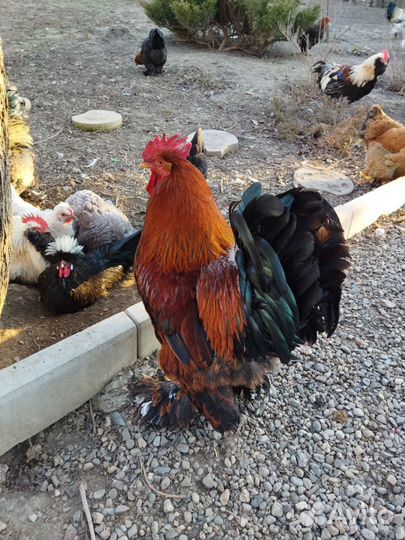 Карликовые кохинхины, Брама, Голландская, Фавероль